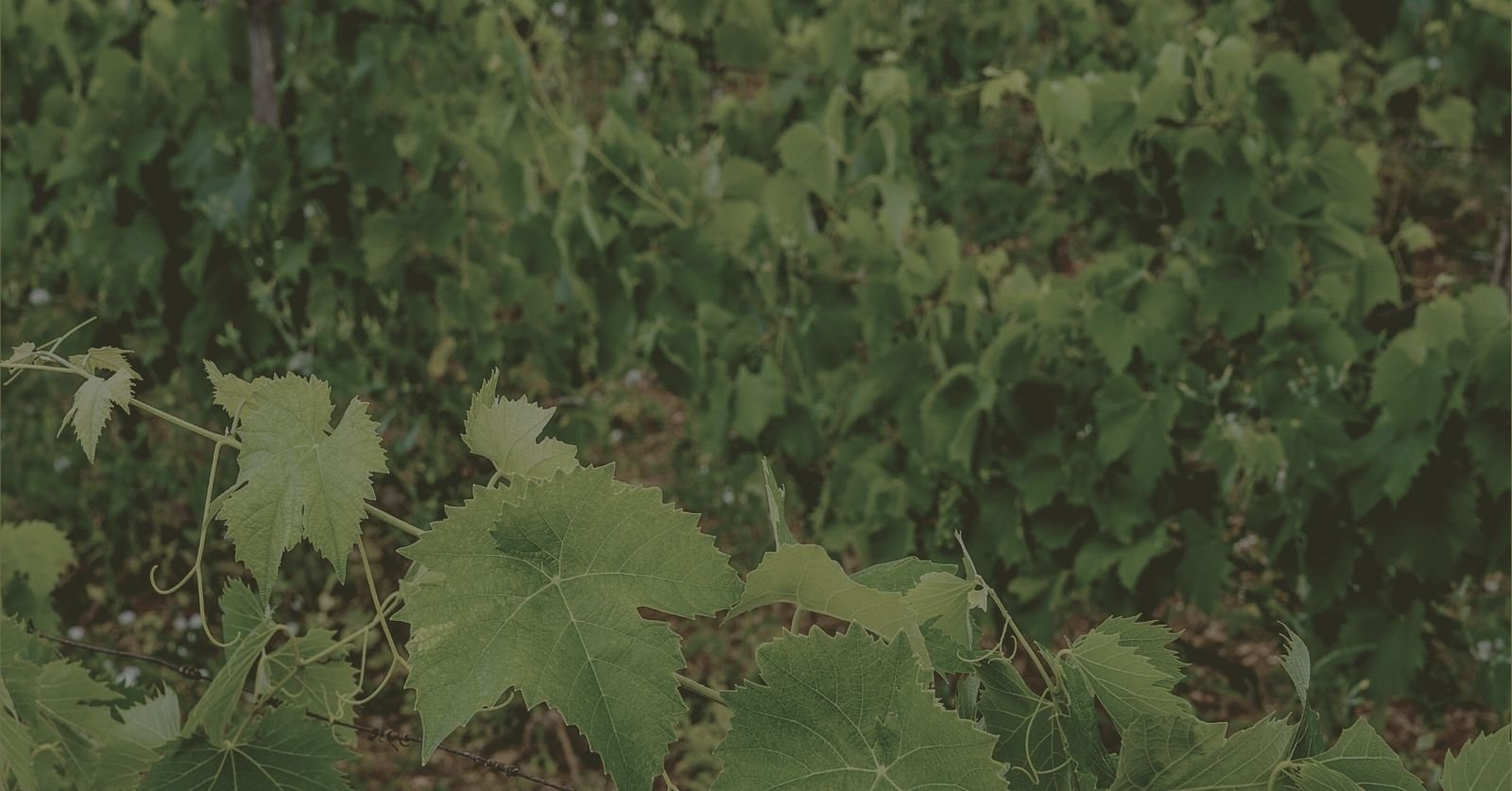 Concerts in the Vineyard